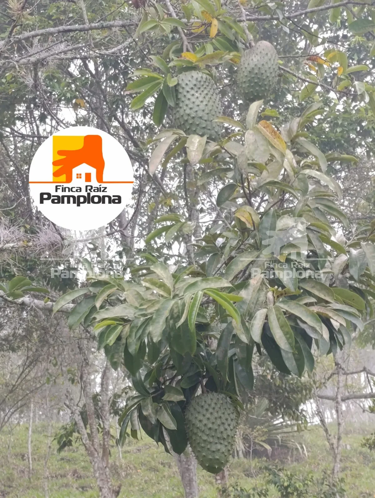 Estupenda finca ganadera en venta